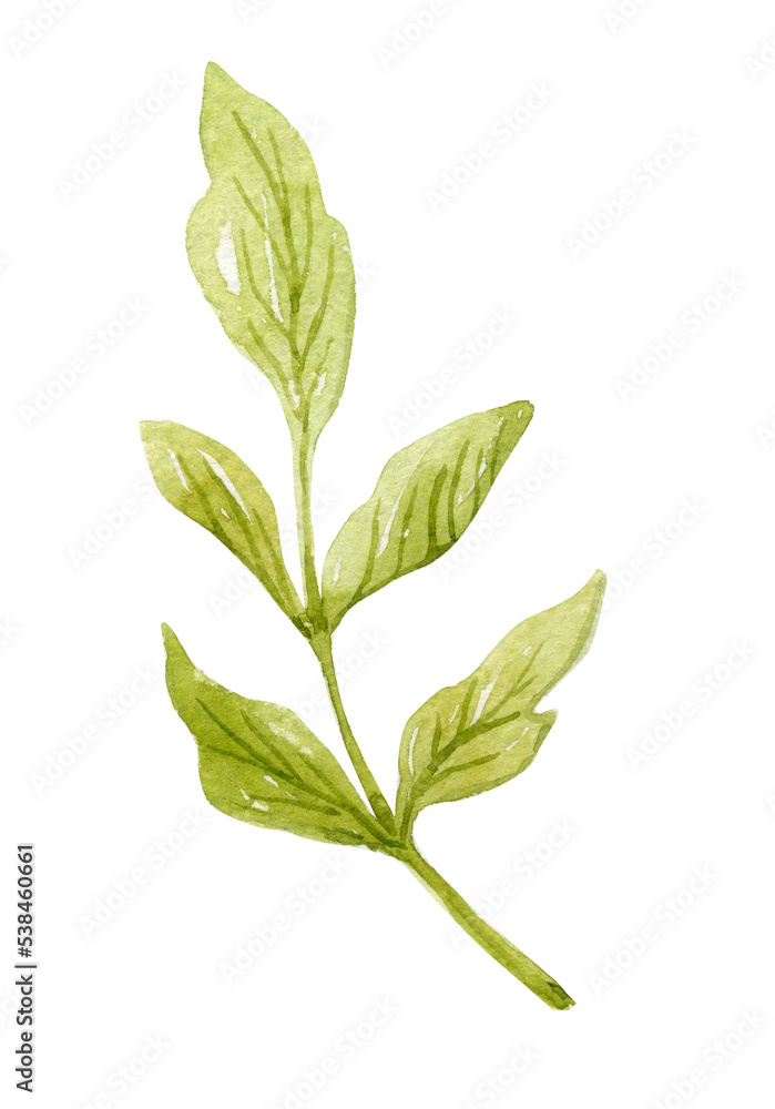 Watercolor green branch. Hand-drawn illustration isolated on the white background