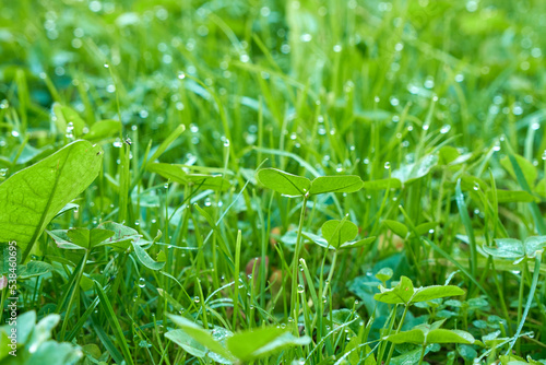 Green grass with drops of morning dew.