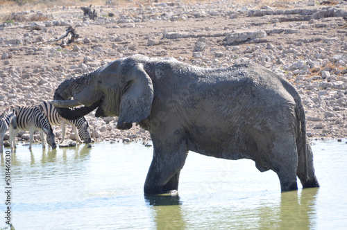 Ein Elefant an der Tr  nkle im Okaukuejo-Camp im Etosha Nationalpark. A elephant is drinking water at the Okaukuejo-Camp in Etosha Nationalpark