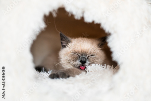 Cute little white cat