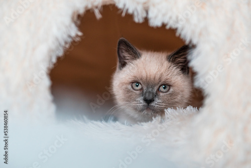 Cute little white cat