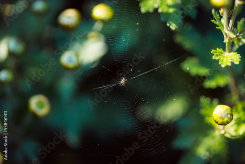 Spider sitting on a web. Autumn landscape with insects. Warm autumn shades in the evening light. Spider web in backlight.Natural green background.