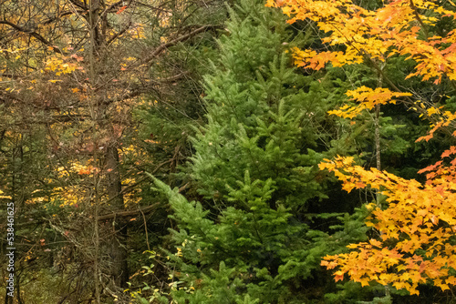 Pine in the woods during the fall 