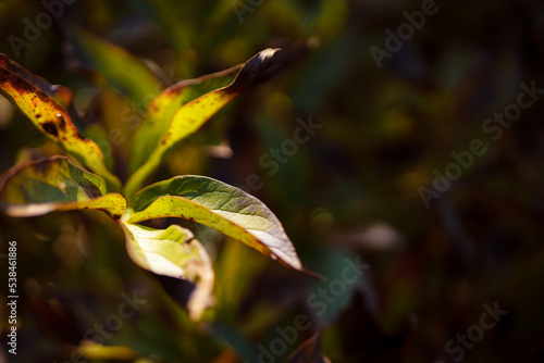 Green leaves of peonies in backlight. Warm autumn shades and slightly yellowed leaves of domestic shrubs. Natural green background with golden lighting.