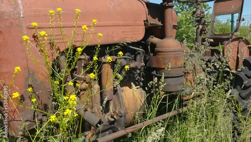 The engine of an old tractor truck with lots of yellow flowers growing around in Estonia