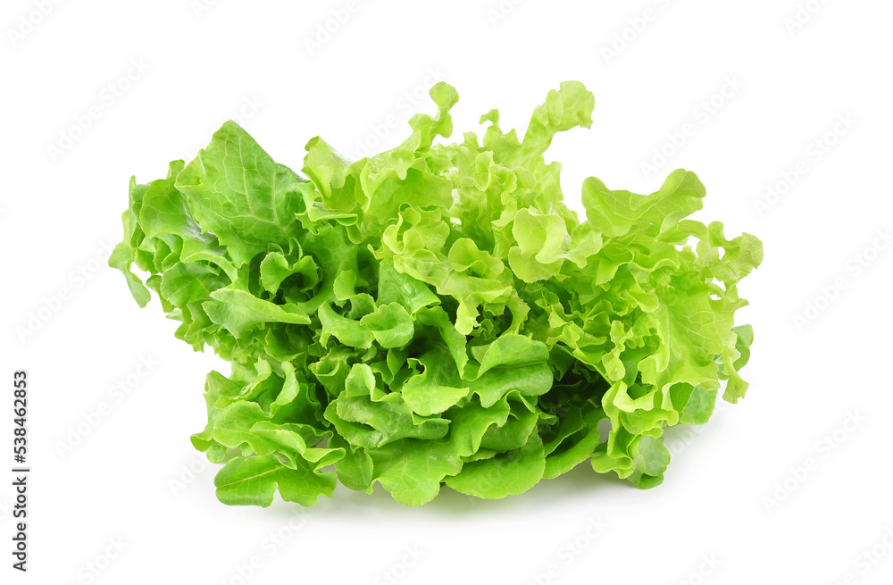 Fresh organic green lettuce isolated on white background. Fresh organic green lettuce isolated on white background.