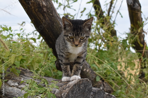 Gray Kitten