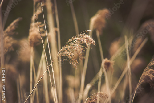 Autumn dry grass meadow background texture