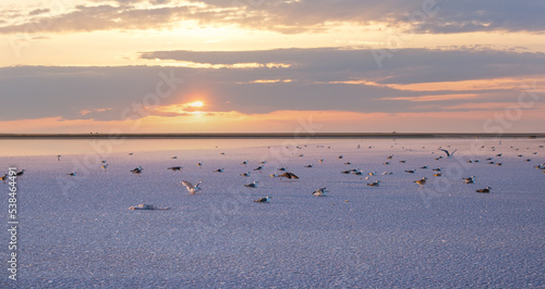 Seagulls on sunset Genichesk pink salty lake, Ukraine