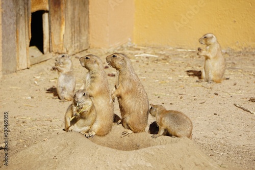 Coterie - group of black-tailed prairie dogs. Cynomys ludovicianus photo