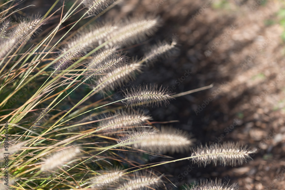 close up of grass seed plumes in the park close up of grass seed plumes in the park