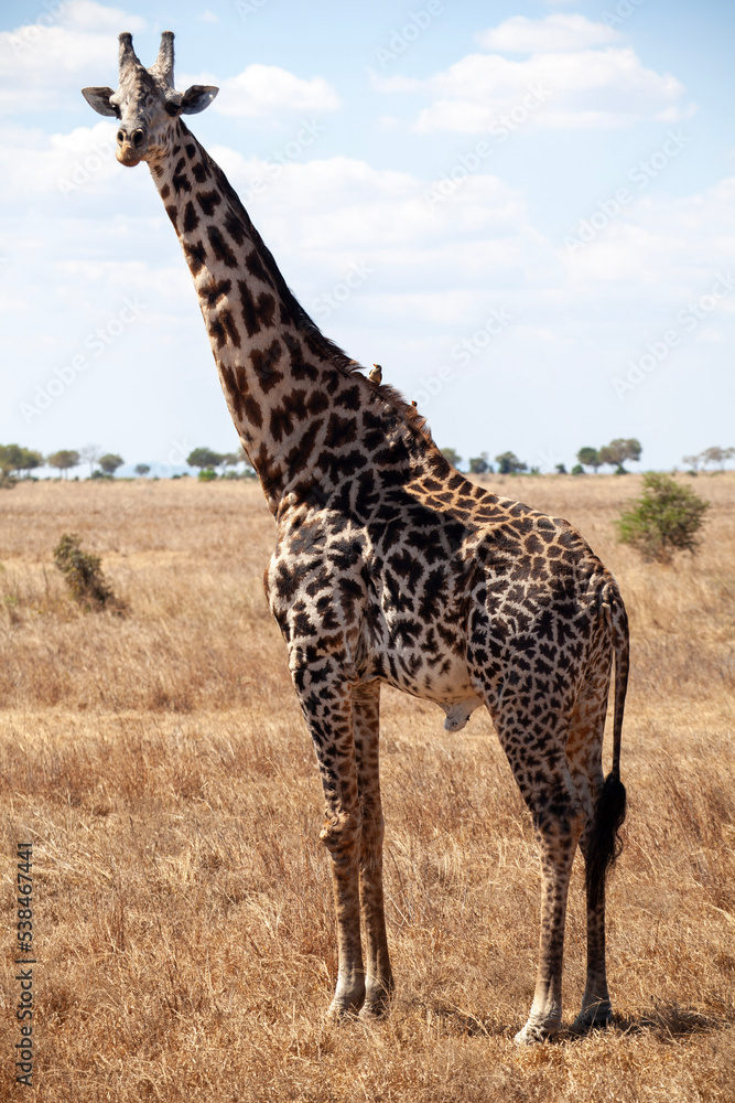 Obraz premium giraffe in continent