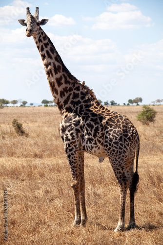 giraffe in continent