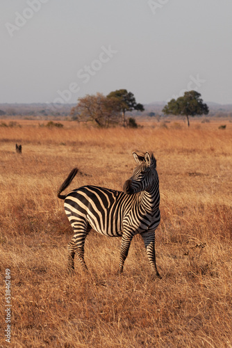 zebras in continent