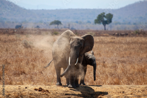 elephants in the savannah