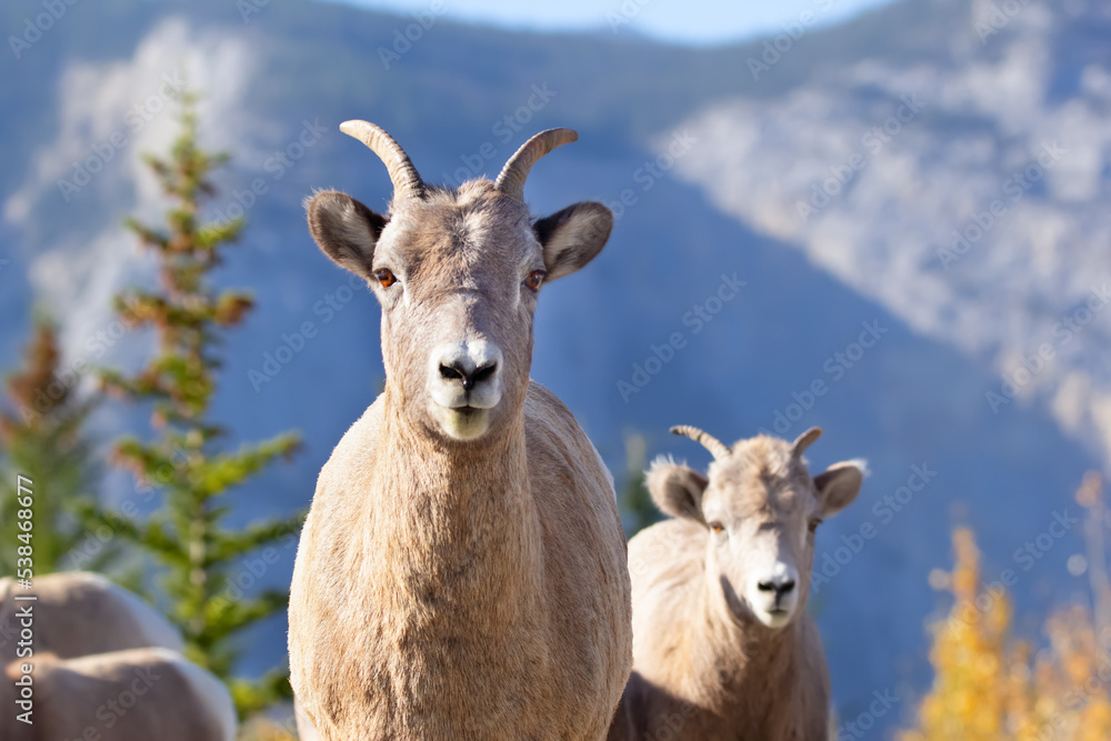 Portrait of a bighorn sheep with blue mountains and autumn forest. Portrait of a bighorn sheep with blue mountains and autumn forest.