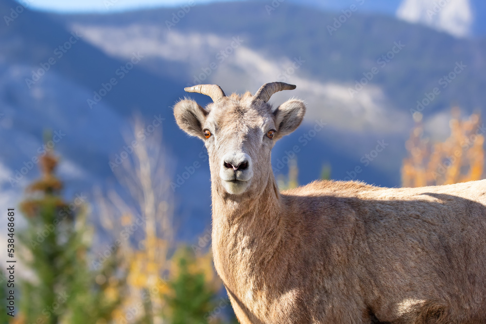 Portrait of a bighorn sheep with blue mountains and autumn forest.