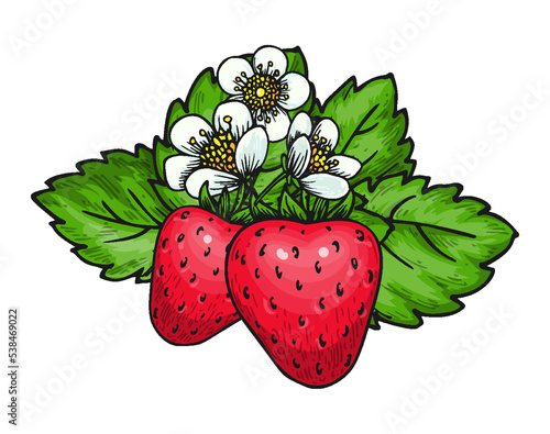 Strawberry bunch of sweet red berries. Whole ripe wild forest berry with leaves flowers. Sweet fresh fruit. Juicy strawberries handdrawn for sticker, juice adverticement poster print, flyers, emblems