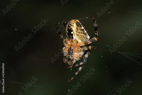 agelena labyrinthica spider macro photo