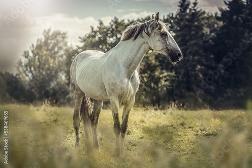 Portrait of a beautiful white pura raza espanola horse on a pasture in summer outdoors