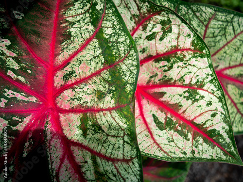 Abstract of Texture Fancy leaved Caladium Leaves