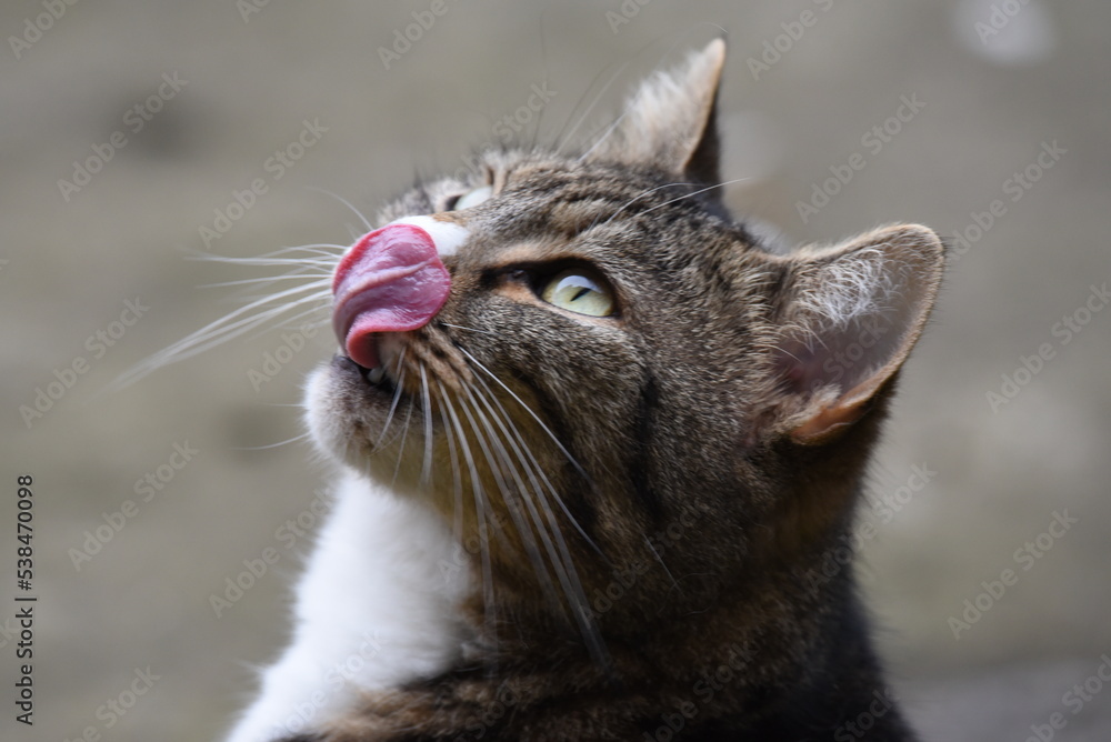 Obraz premium Street Cat Munching