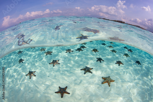 Chocolate chip sea stars, Protoreaster nodosus, are found on a shallow, sandy seafloor in Indonesia. photo