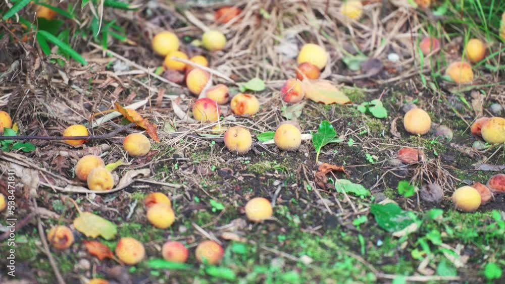 地面に落ちる梅の実