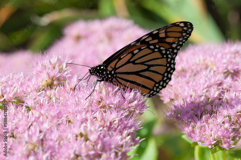 Danaus plexippus on pink sedum Danaus plexippus on pink sedum