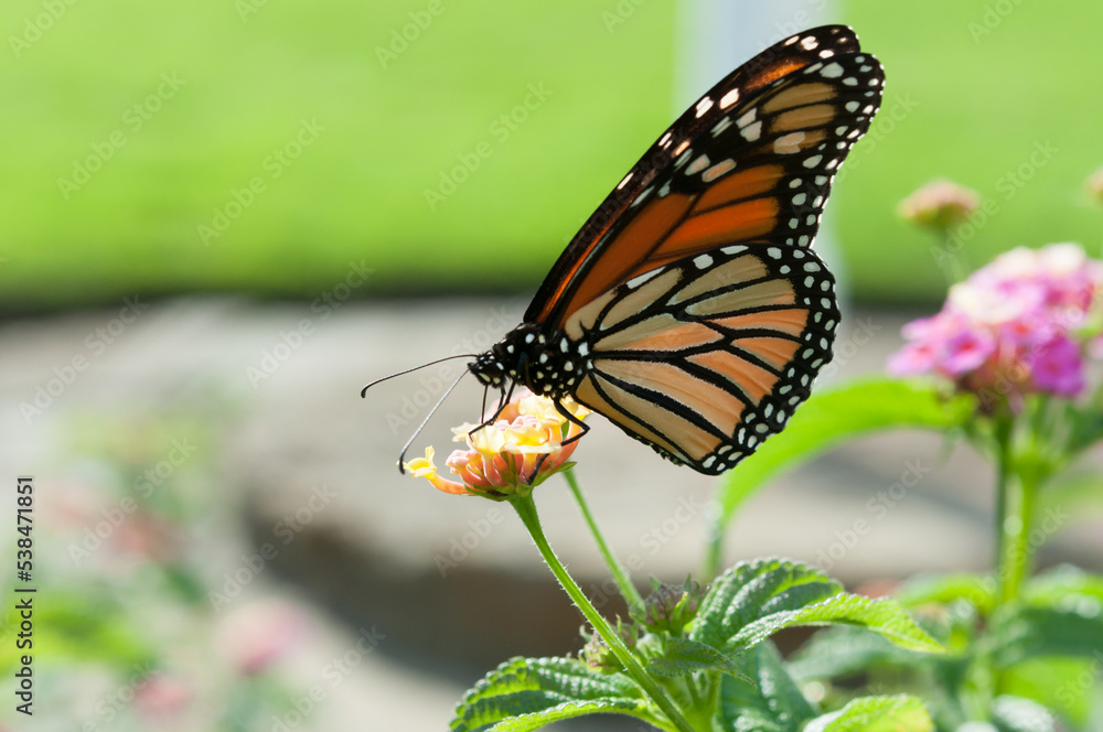 Danaus plexippus and lantana flower with green blank space behind Danaus plexippus and lantana flower with green blank space behind