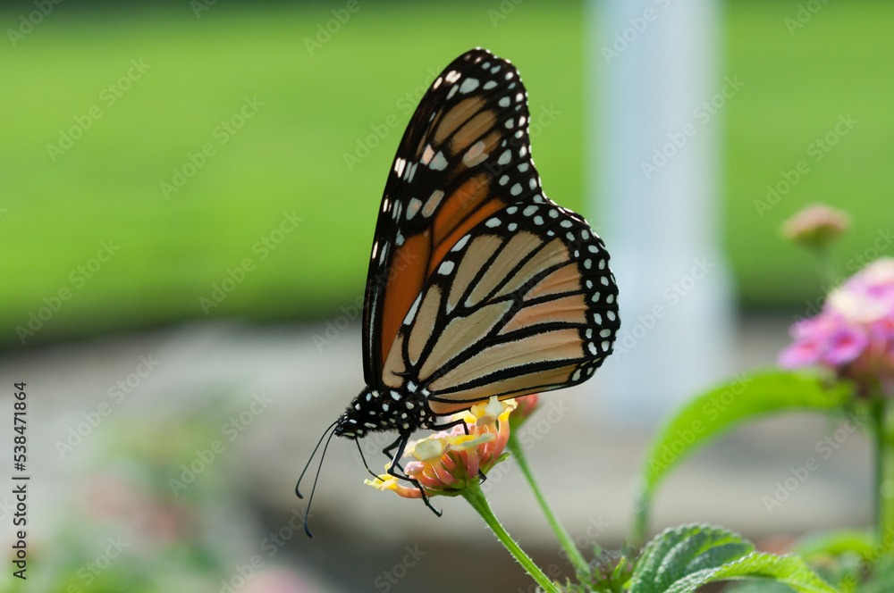 Fototapeta premium Danaus plexippus on lantana flower with green space behind
