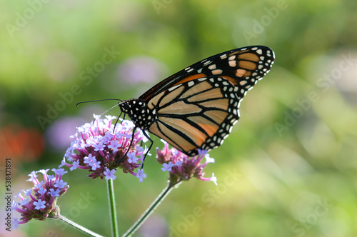 close up of a Danaus plexippus on purple verbena