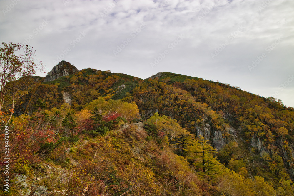 Fototapeta premium 紅葉