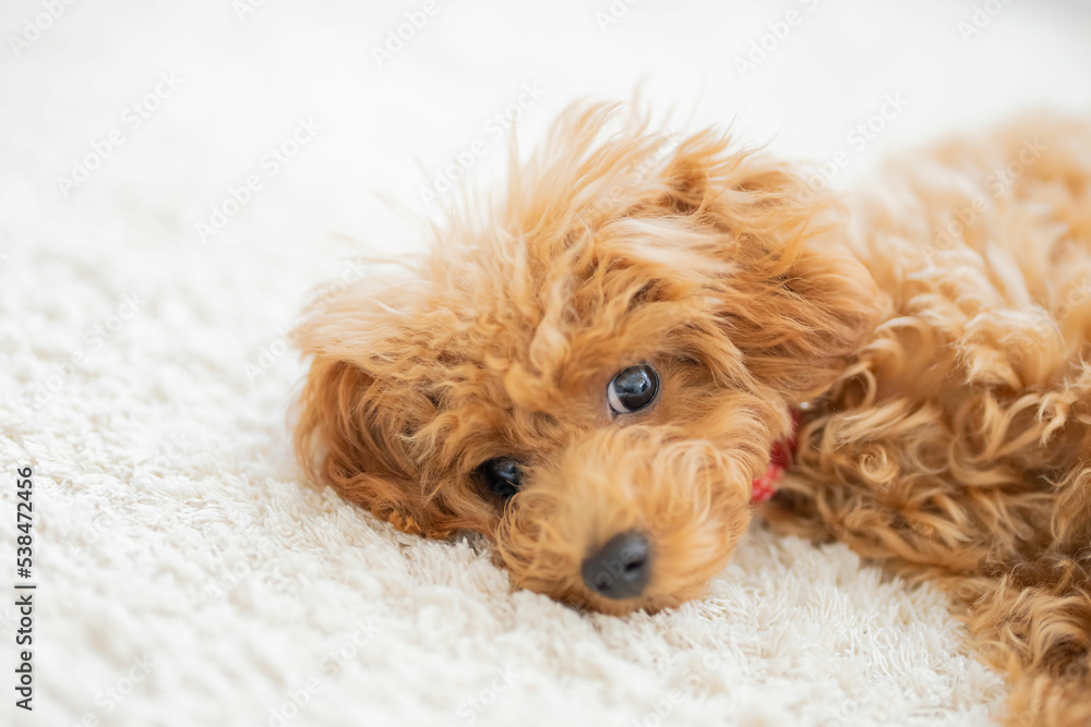 ペット プードル トイプードル 愛犬 家族 ペット プードル トイプードル 愛犬 家族