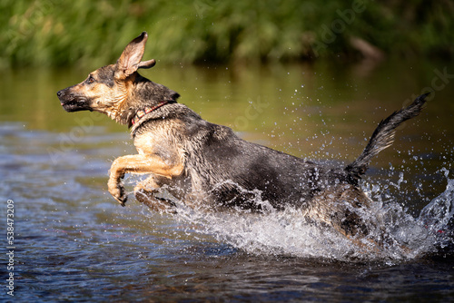 Pies skaczący w wodzie 