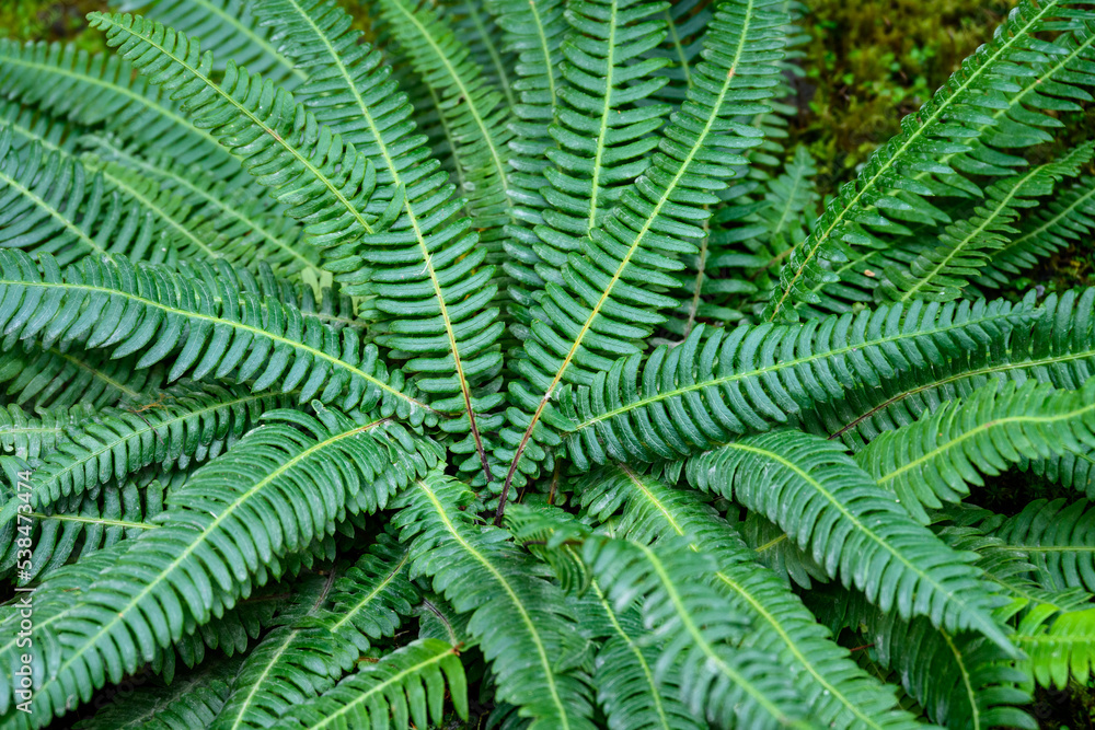 Green pattern and texture in the fronds of a Deer Fern, as a nature background
Green pattern and texture in the fronds of a Deer Fern, as a nature background