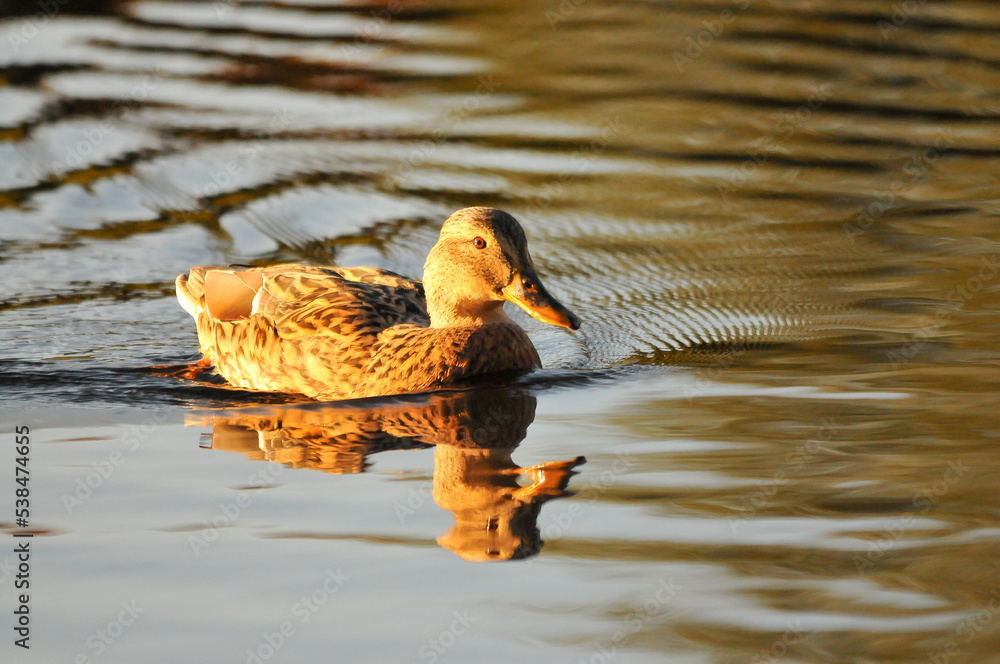 Fototapeta premium ducks on the lake 2022 in summer