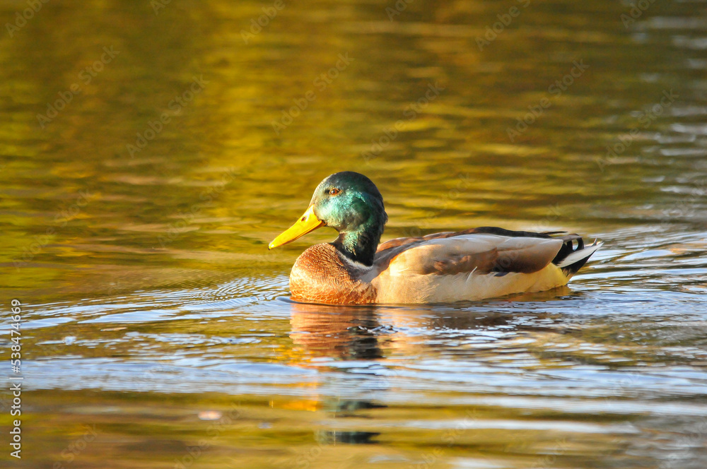 Obraz premium ducks on the lake 2022 in summer