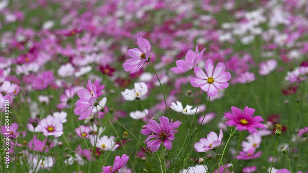 Autumn blooming Gesang flowers, a symbol of happiness. Autumn blooming Gesang flowers, a symbol of happiness.