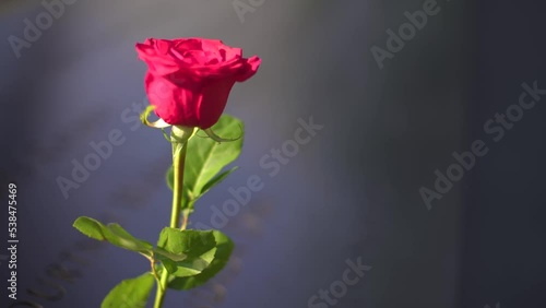 Wallpaper Mural single red rose at September 11 memorial wall in New York City Torontodigital.ca