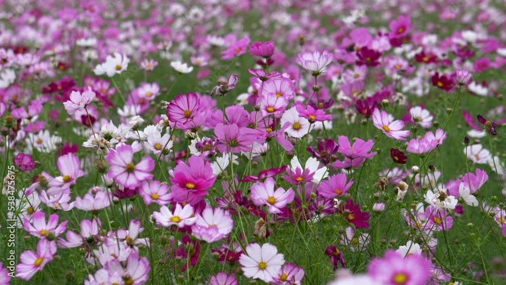 Autumn blooming Gesang flowers, a symbol of happiness. Autumn blooming Gesang flowers, a symbol of happiness.