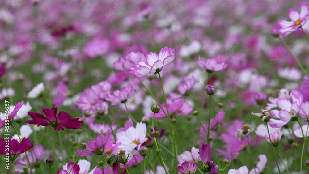 Autumn blooming Gesang flowers, a symbol of happiness. Autumn blooming Gesang flowers, a symbol of happiness.