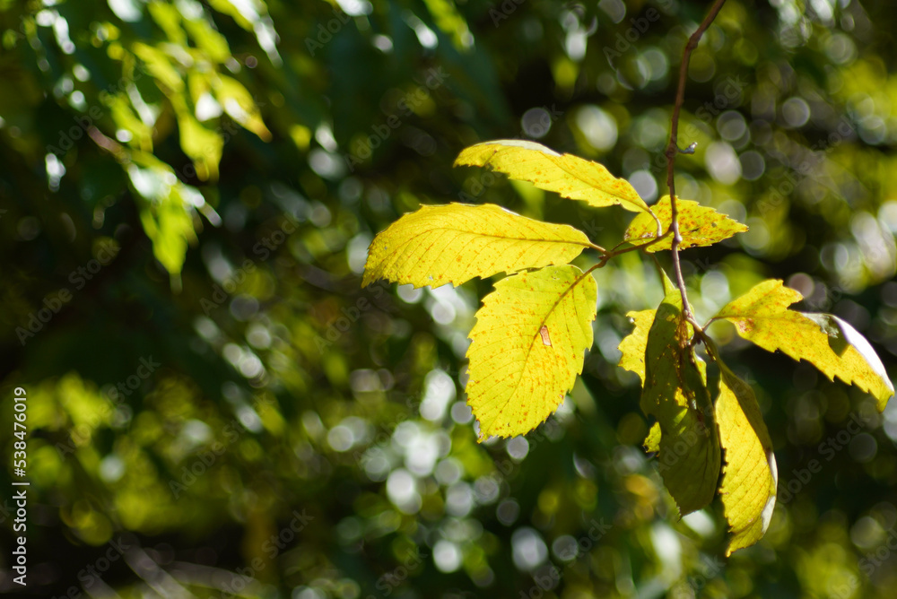 Obraz premium 紅葉