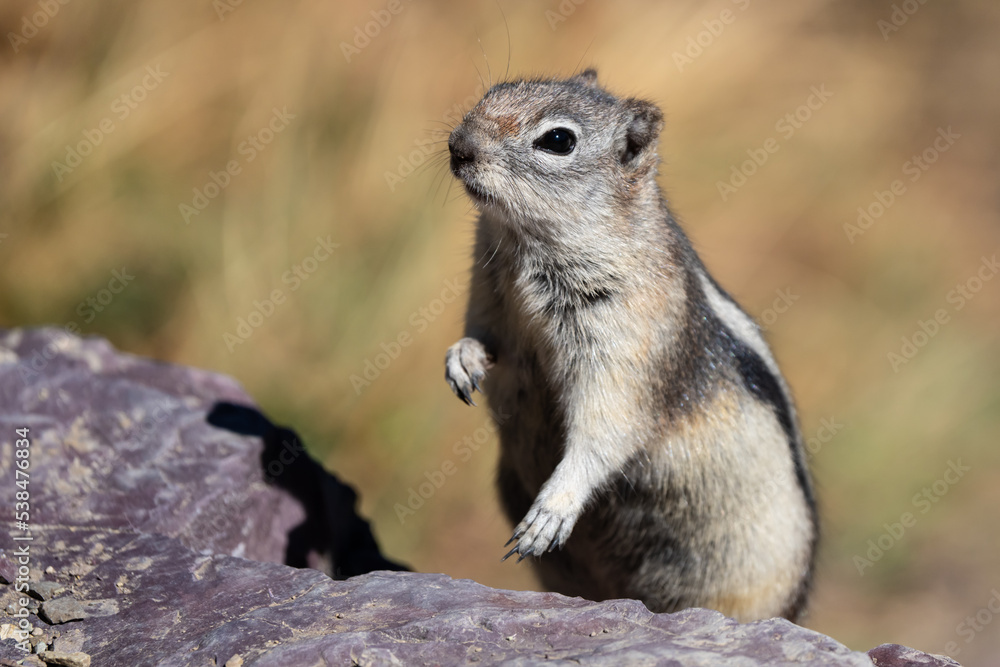 Golden-Mantled Ground Squirrel in Glacier National Park Golden-Mantled Ground Squirrel in Glacier National Park