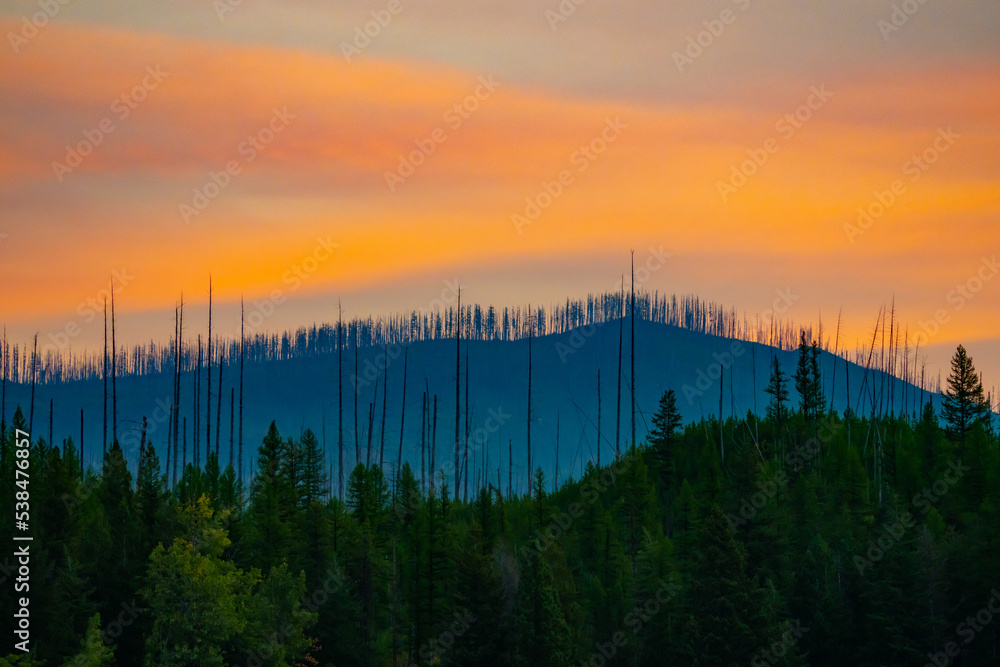 Fire-Ravaged Fish Creek Area in Glacier National Park 20 Years Later Fire-Ravaged Fish Creek Area in Glacier National Park 20 Years Later