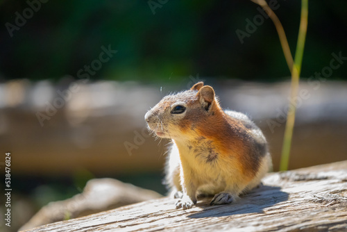 Golden-Mantled Ground Squirrel in Glacier National Park photo