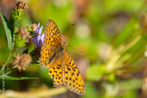 Mormon Frittilary Butterfly Resting on a WIldflower 