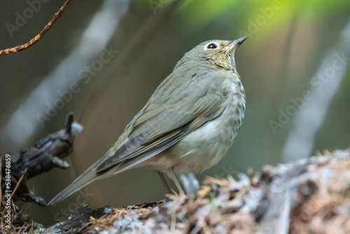Swainson's Thrush Looking Skyward in a Conifer Forest