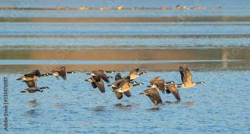 Canada Geese in Flight on Deer Lagoon on Whidbey Island Washington