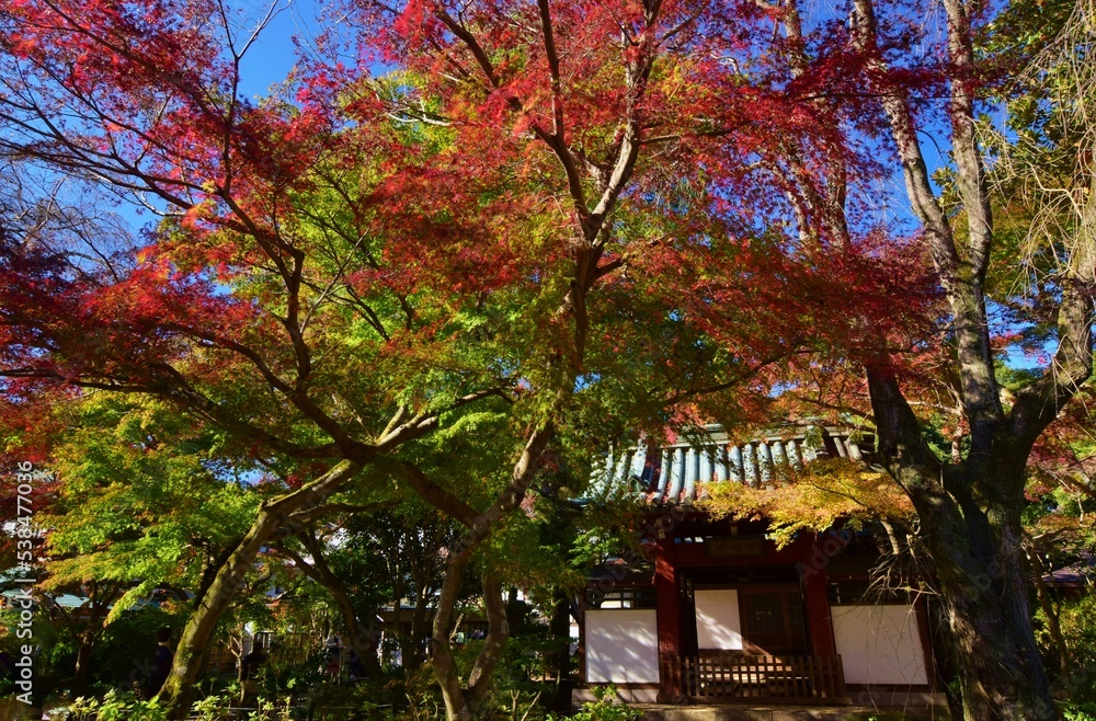 紅葉の長谷山　本土寺